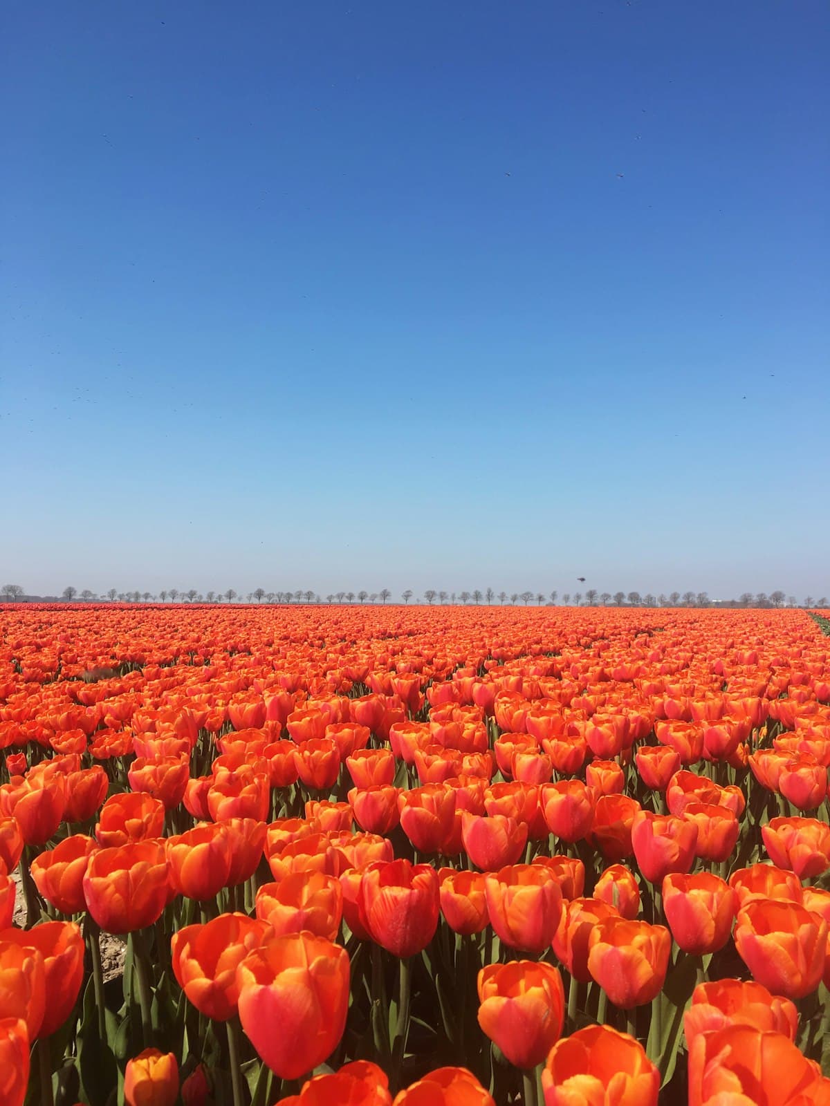 Netherlands landmark